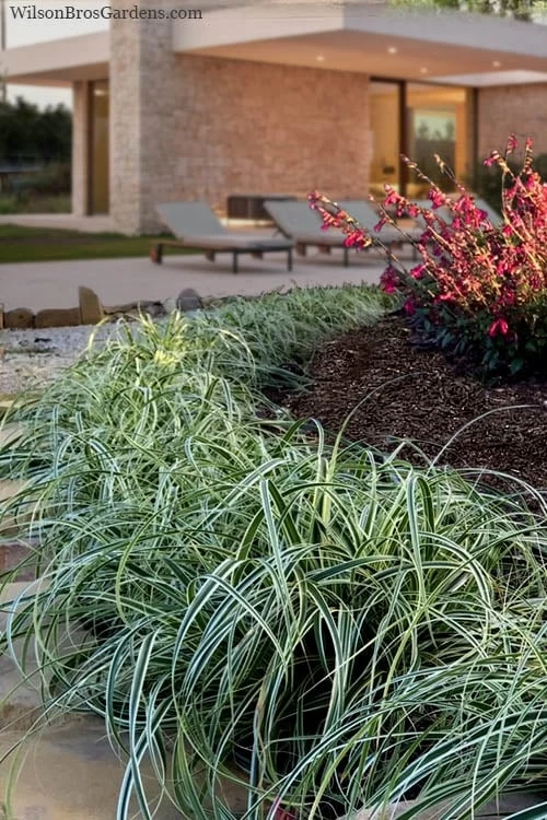 Feather Falls Sedge (Carex Oshimensis) - 5 Pack Of Quart Pots 11 Feather Falls Sedge (Carex Oshimensis) - 5 Pack Of Quart Pots - Image 9