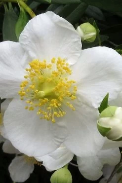 Elizabeth Bush Anemone (Carpentaria Californica) - 5 Gallon Pot -Garden & Outdoor Sale Shop carpentaria californica elizabeth bush anemone 1