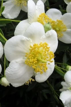 Elizabeth Bush Anemone (Carpentaria Californica) - 5 Gallon Pot -Garden & Outdoor Sale Shop carpentaria californica elizabeth bush anemone 3