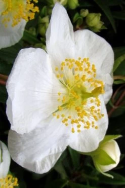 Elizabeth Bush Anemone (Carpentaria Californica) - 5 Gallon Pot -Garden & Outdoor Sale Shop carpentaria californica elizabeth bush anemone 5