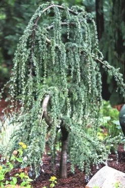 Serpentine Weeping Blue Atlas Cedar - 5 Gallon Pot 13 Serpentine Weeping Blue Atlas Cedar - 5 Gallon Pot -Garden & Outdoor Sale Shop ceadr blue atlas serpentine 1