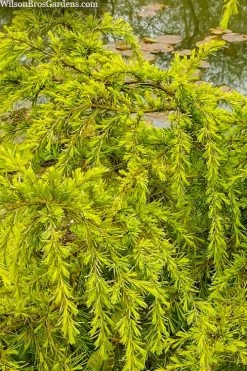 Gold Cascade Deodar Cedar (Single Trunk Topiary Tree)- 7 Gallon Pot -Garden & Outdoor Sale Shop cedrus deodara gold cascade single trunk tree form topiary 3