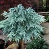 Divinely Blue Deodar Cedar Tree (Single Trunk Topiary) - 3 Gallon Pot -Garden & Outdoor Sale Shop cedrus deodora divinely blue topiary tree 100