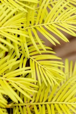 Golden Dragon Plum Yew (Cephalotaxus Harringtonia) - 7 Gallon Pot 13 Golden Dragon Plum Yew (Cephalotaxus Harringtonia) - 7 Gallon Pot -Garden & Outdoor Sale Shop cephalotaxus harringtonia golden dragon japanese yew 22