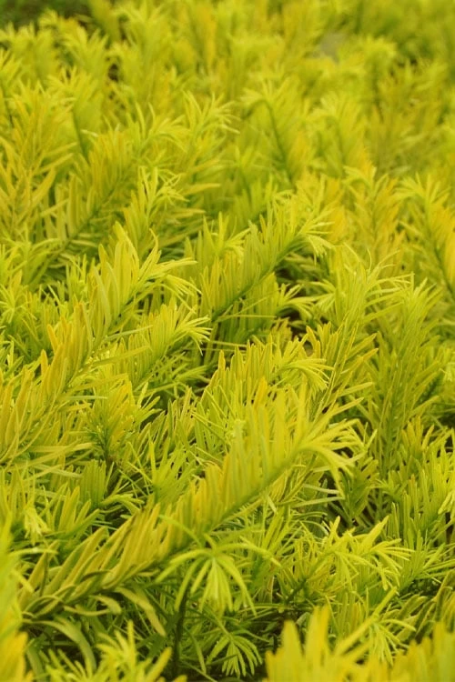 Golden Dragon Plum Yew (Cephalotaxus Harringtonia) - 7 Gallon Pot 6 Golden Dragon Plum Yew (Cephalotaxus Harringtonia) - 7 Gallon Pot - Image 4