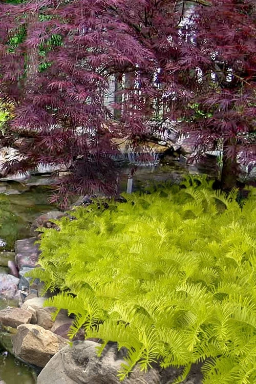 Golden Dragon Plum Yew (Cephalotaxus Harringtonia) - 7 Gallon Pot 3 Golden Dragon Plum Yew (Cephalotaxus Harringtonia) - 7 Gallon Pot