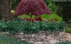 Creeping Japanese Plum Yew (Cephalotaxus Harringtonia 'Prostrata') - 2.5 Quart Pot 13 Creeping Japanese Plum Yew (Cephalotaxus Harringtonia 'Prostrata') - 2.5 Quart Pot -Garden & Outdoor Sale Shop cephalotaxus harringtonia prostrata creeping japanese yew 33