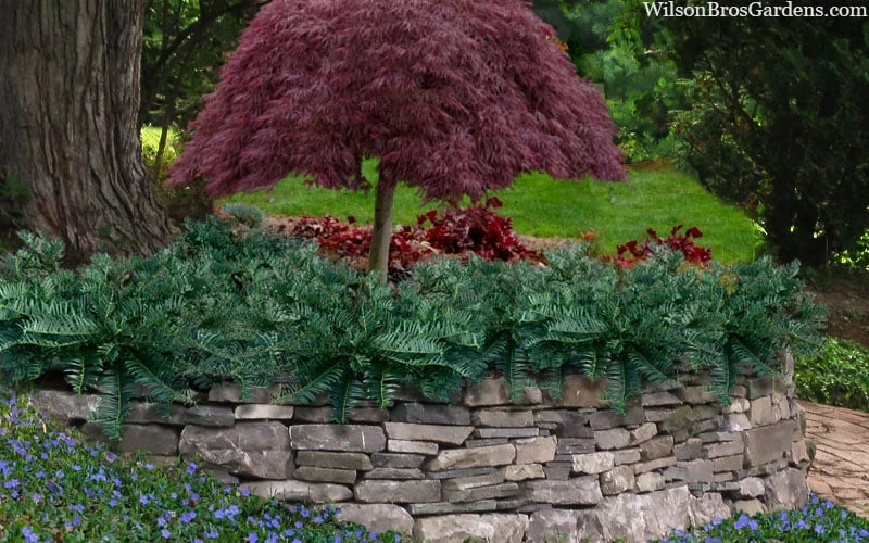 Creeping Japanese Plum Yew (Cephalotaxus Harringtonia 'Prostrata') - 2.5 Quart Pot 6 Creeping Japanese Plum Yew (Cephalotaxus Harringtonia 'Prostrata') - 2.5 Quart Pot - Image 4