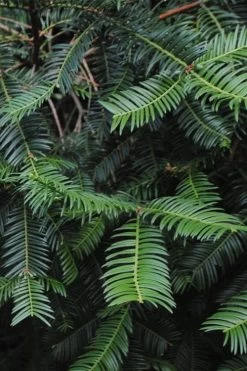 Japanese Plum Yew Tree (Cephalotaxus Harringtonia) - 3 Gallon Pot -Garden & Outdoor Sale Shop cephalotaxus harringtonia tree 2