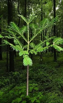 Japanese Plum Yew Tree (Cephalotaxus Harringtonia) - 3 Gallon Pot -Garden & Outdoor Sale Shop cephalotaxus harringtonia tree 6
