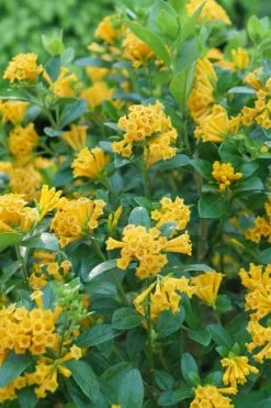 Juiced Orange Jessamine (Cestrum Corymbosum) - 3 Pack Of Quart Pots 10 Juiced Orange Jessamine (Cestrum Corymbosum) - 3 Pack Of Quart Pots -Garden & Outdoor Sale Shop cestrum juiced orange jessamine 1 1