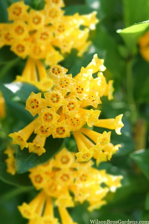 Juiced Orange Jessamine (Cestrum Corymbosum) - 3 Pack Of Quart Pots 3 Juiced Orange Jessamine (Cestrum Corymbosum) - 3 Pack Of Quart Pots
