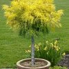 Dwarf Golden Threadleaf Cypress (Single Trunk Topiary Tree) - 6 Gallon Pot 2 Dwarf Golden Threadleaf Cypress (Single Trunk Topiary Tree) - 6 Gallon Pot -Garden & Outdoor Sale Shop chamaecyparis pisifera filifera aurea nana dwarf golden sawara cypress tree 1
