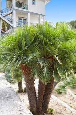 European Fan Palm - 7 Gallon Pot -Garden & Outdoor Sale Shop chamaerops humilis european fan palm 101