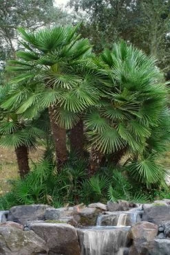 European Fan Palm - 7 Gallon Pot -Garden & Outdoor Sale Shop chamaerops humilis european fan palm 102