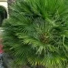 European Fan Palm - 7 Gallon Pot -Garden & Outdoor Sale Shop chamaerops humilis european fan palm 103