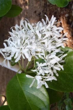 Tokyo Tower Chinese Fringe Tree (Chionanthus Retusus) - 7 Gallon Pot (6-7') 13 Tokyo Tower Chinese Fringe Tree (Chionanthus Retusus) - 7 Gallon Pot (6-7') -Garden & Outdoor Sale Shop chionanthus retusus tokyo tower chinese fringe tree 4