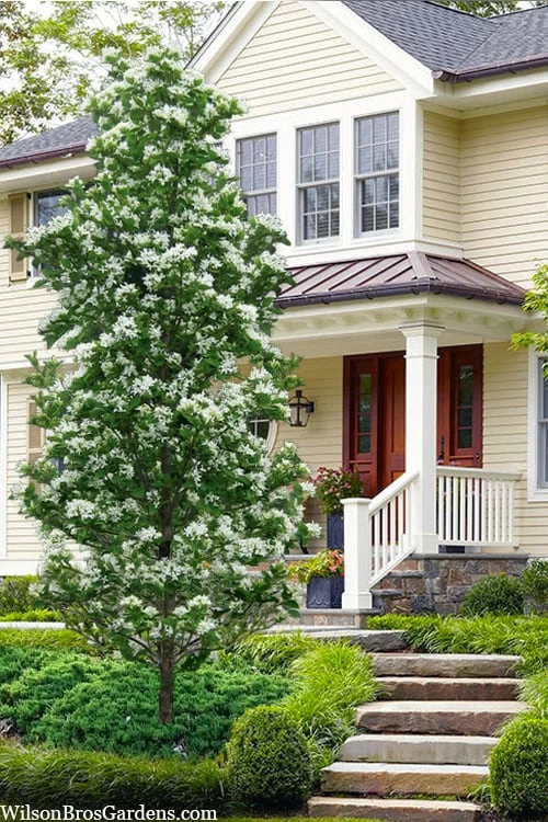 Tokyo Tower Chinese Fringe Tree (Chionanthus Retusus) - 7 Gallon Pot (4-5') 3 Tokyo Tower Chinese Fringe Tree (Chionanthus Retusus) - 7 Gallon Pot (4-5')