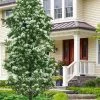 Tokyo Tower Chinese Fringe Tree (Chionanthus Retusus) - 7 Gallon Pot (6-7') -Garden & Outdoor Sale Shop chionanthus retusus tokyo tower chinese fringe tree 7