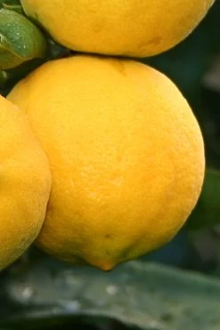 Meyer Lemon Tree (Citrus X Meyeri) - 5 Gallon Pot -Garden & Outdoor Sale Shop citrus meyeri meyer lemon tree 4