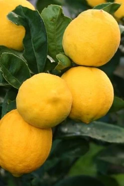 Meyer Lemon Tree (Citrus X Meyeri) - 5 Gallon Pot -Garden & Outdoor Sale Shop citrus meyeri meyer lemon tree 5