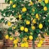 Meyer Lemon Tree (Citrus X Meyeri) - 5 Gallon Pot 2 Meyer Lemon Tree (Citrus X Meyeri) - 5 Gallon Pot -Garden & Outdoor Sale Shop citrus meyeri meyer lemon tree 6