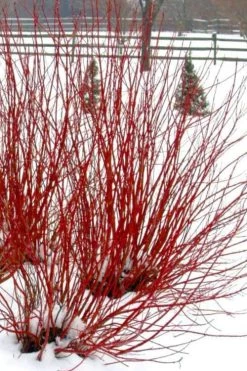 Ivory Halo Tatarian Dogwood (Cornus Alba) - 3 Gallon Pot -Garden & Outdoor Sale Shop cornus alba ivory halo tatarian dogwood 11