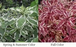 Ivory Halo Tatarian Dogwood (Cornus Alba) - 3 Gallon Pot -Garden & Outdoor Sale Shop cornus alba ivory halo tatarian dogwood 12