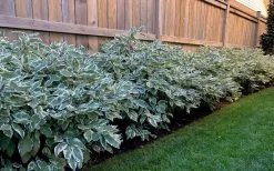 Ivory Halo Tatarian Dogwood (Cornus Alba) - 3 Gallon Pot -Garden & Outdoor Sale Shop cornus alba ivory halo tatarian dogwood 4