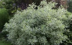 Ivory Halo Tatarian Dogwood (Cornus Alba) - 3 Gallon Pot -Garden & Outdoor Sale Shop cornus alba ivory halo tatarian dogwood 5