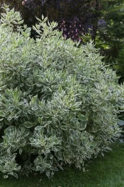 Ivory Halo Tatarian Dogwood (Cornus Alba) - 3 Gallon Pot -Garden & Outdoor Sale Shop cornus alba ivory halo tatarian dogwood 6