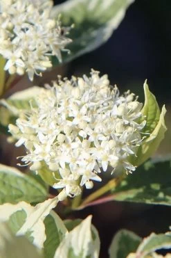 Ivory Halo Tatarian Dogwood (Cornus Alba) - 3 Gallon Pot -Garden & Outdoor Sale Shop cornus alba ivory halo tatarian dogwood 7