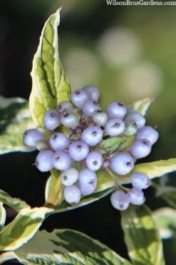 Ivory Halo Tatarian Dogwood (Cornus Alba) - 3 Gallon Pot -Garden & Outdoor Sale Shop cornus alba ivory halo tatarian dogwood 8