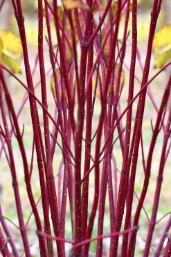 Arctic Fire Red Twig Dogwood - 3 Gallon Pot -Garden & Outdoor Sale Shop cornus sericera red osier dogwood 1