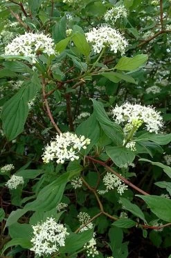 Arctic Fire Red Twig Dogwood - 3 Gallon Pot -Garden & Outdoor Sale Shop cornus sericera red osier dogwood 5