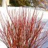 Arctic Fire Red Twig Dogwood - 3 Gallon Pot -Garden & Outdoor Sale Shop cornus stolonifera farrow arctic fire red twig dogwood 1