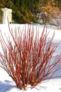 Arctic Fire Red Twig Dogwood - 3 Gallon Pot