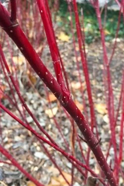 Arctic Fire Red Twig Dogwood - 3 Gallon Pot -Garden & Outdoor Sale Shop cornus stolonifera farrow arctic fire red twig dogwood 2
