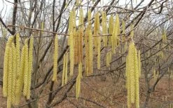 American Hazelnut Filbert (Corylus Americana) - 3 Pack Of 1.5 Quart Pots 15 American Hazelnut Filbert (Corylus Americana) - 3 Pack Of 1.5 Quart Pots -Garden & Outdoor Sale Shop corylus american american hazelnut fall leaves 10 1