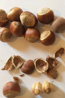 American Hazelnut Filbert (Corylus Americana) - 3 Pack Of 1.5 Quart Pots 19 American Hazelnut Filbert (Corylus Americana) - 3 Pack Of 1.5 Quart Pots -Garden & Outdoor Sale Shop corylus american american hazelnut fall leaves 11 1