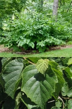 American Hazelnut Filbert (Corylus Americana) - 3 Pack Of 1.5 Quart Pots 14 American Hazelnut Filbert (Corylus Americana) - 3 Pack Of 1.5 Quart Pots -Garden & Outdoor Sale Shop corylus american american hazelnut fall leaves 13 1