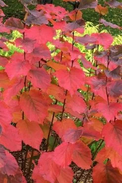 American Hazelnut Filbert (Corylus Americana) - 3 Pack Of 1.5 Quart Pots 18 American Hazelnut Filbert (Corylus Americana) - 3 Pack Of 1.5 Quart Pots -Garden & Outdoor Sale Shop corylus american american hazelnut fall leaves 6 1