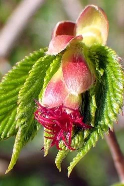 American Hazelnut Filbert (Corylus Americana) - 3 Pack Of 1.5 Quart Pots 16 American Hazelnut Filbert (Corylus Americana) - 3 Pack Of 1.5 Quart Pots -Garden & Outdoor Sale Shop corylus american american hazelnut fall leaves 8 1