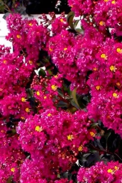 Berry Dazzle Dwarf Crape Myrtle (Single-Trunk Topiary) - 7 Gallon Pot -Garden & Outdoor Sale Shop crape myrtle berry dazzle tree form topiary standard 2