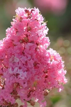 Sioux Pink Crape Myrtle Tree (Single Trunk) - 5 Gallon Pot -Garden & Outdoor Sale Shop crape myrtle sioux pink 52