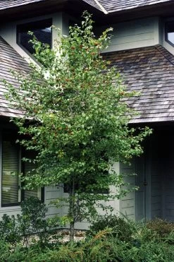 Washington Hawthorn (Crataegus Phaenopyrum) - 3 Pack Of 1.5 Quart Pots -Garden & Outdoor Sale Shop crataegus phaenopyrum washington hawthorne 1