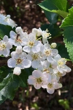 Washington Hawthorn (Crataegus Phaenopyrum) - 3 Pack Of 1.5 Quart Pots -Garden & Outdoor Sale Shop crataegus phaenopyrum washington hawthorne 6