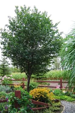 Washington Hawthorn (Crataegus Phaenopyrum) - 3 Pack Of 1.5 Quart Pots -Garden & Outdoor Sale Shop crataegus phaenopyrum washington hawthorne 9