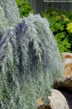 Raywood Weeping Arizona Cypress - 6 Gallon Pot -Garden & Outdoor Sale Shop cupressus arizonica raymonds weeping arizona cypress 3