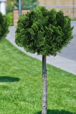 Dwarf Hinoki Cypress Tree (Single Trunk Topiary) - 7 Gallon Pot -Garden & Outdoor Sale Shop cypress dwarf hinoki stand topiary tree form 1
